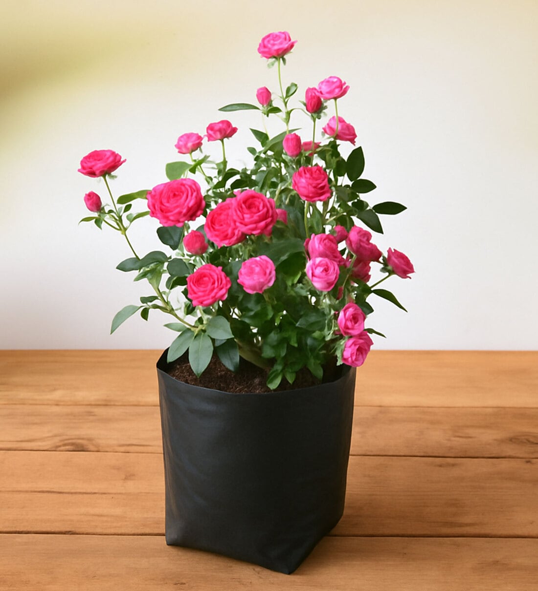Miniature Button Rose Natural Plant in Grow BagShare By Nurserylive