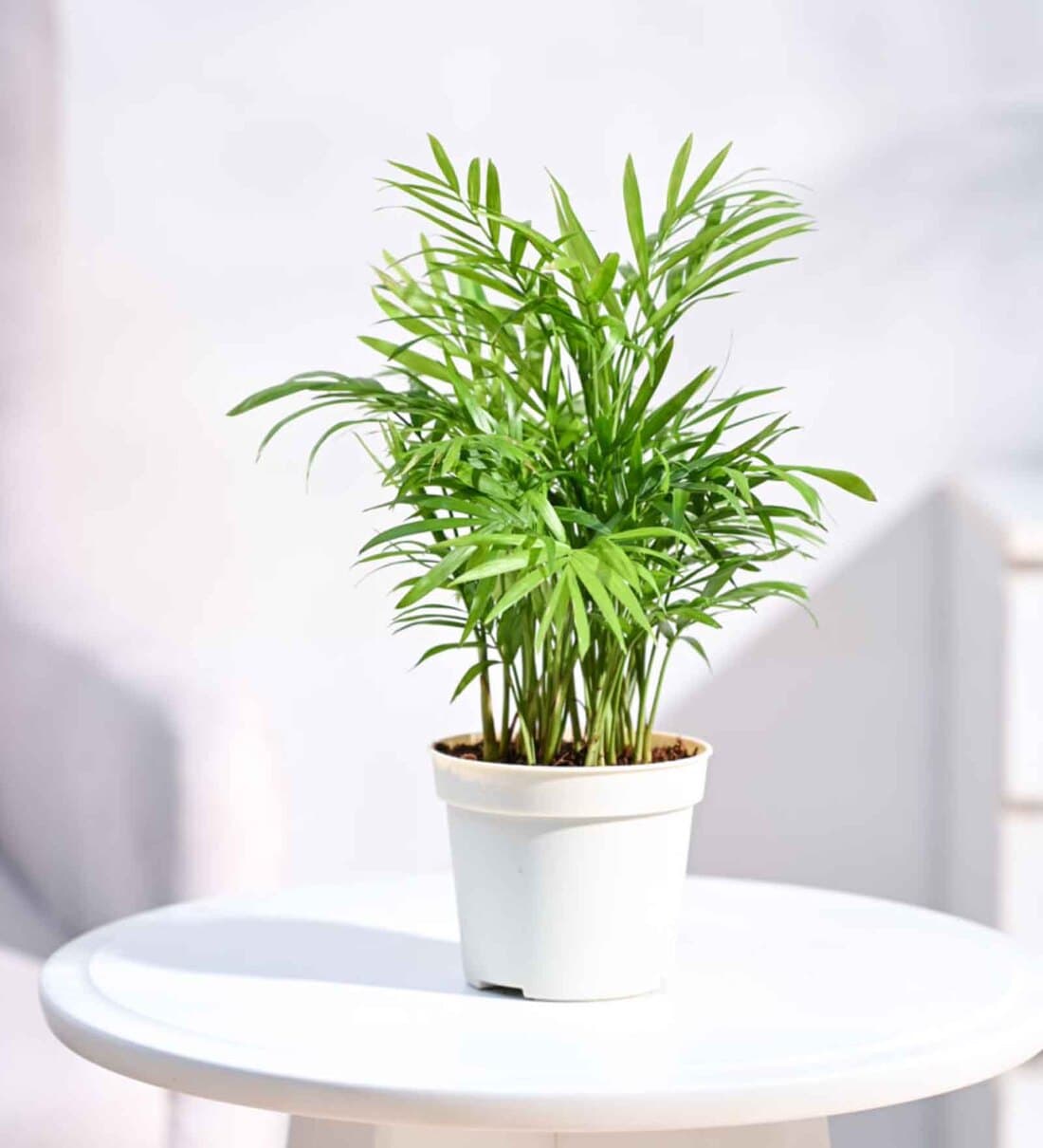 Bamboo Palm Plant Grow PotShare By Ugaoo