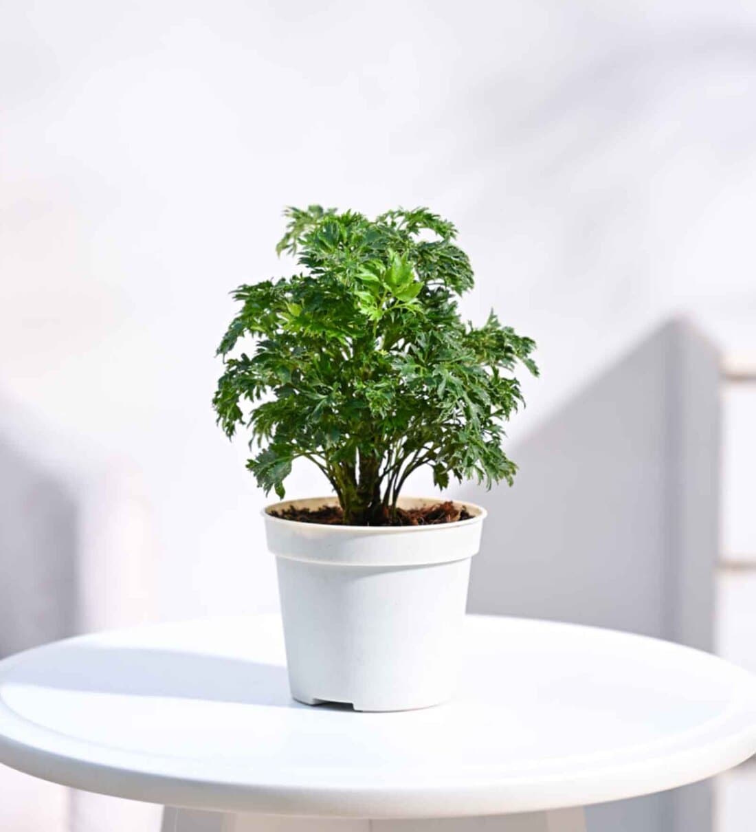 Golden Aralia Plant Grow PotShare By Ugaoo