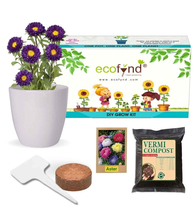 DIY Kit for Growing Aster Flower Mix Share By Ecofynd