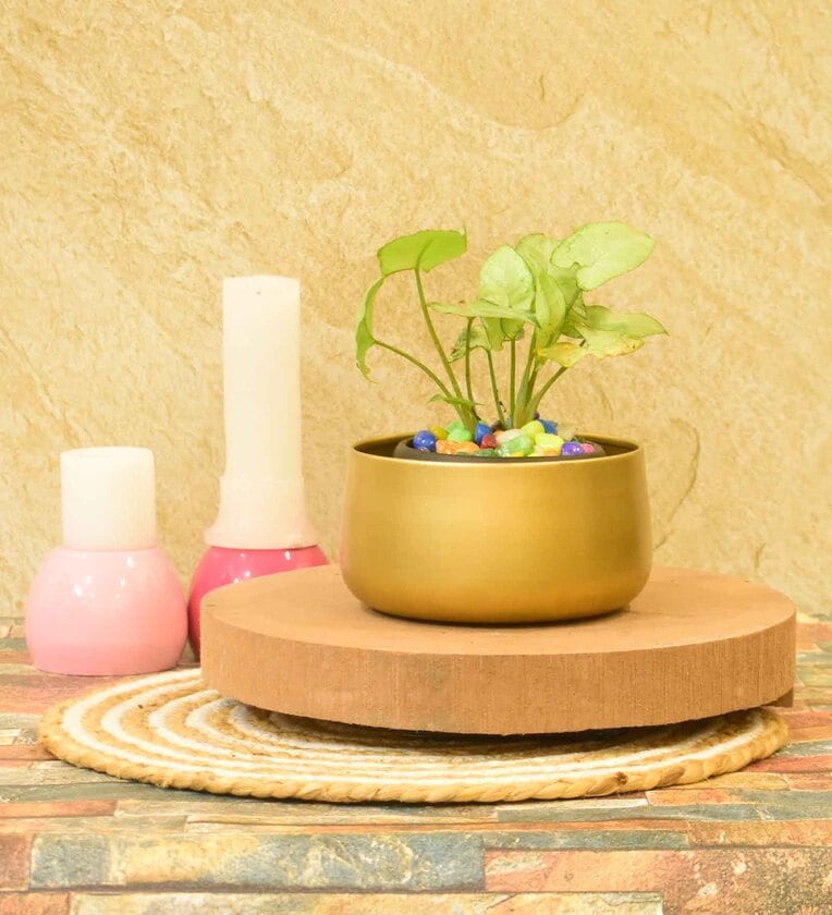 Tanner Iron Gold Desk PotShare By Sone Key Chidiya