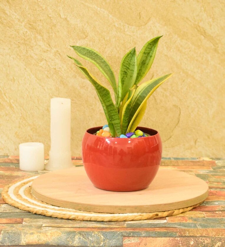 Hudson Iron Red Desk PotShare By Sone Key Chidiya