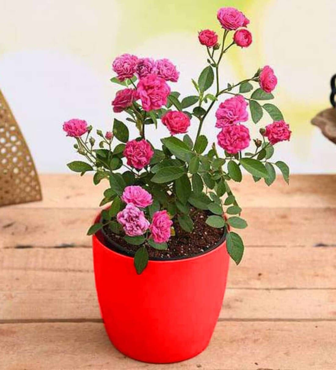 Miniature Pink Rose Natural PlantShare By Nurserylive