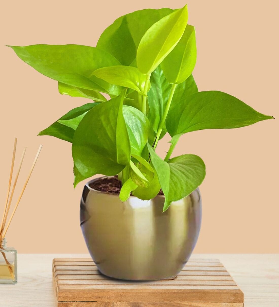 Golden Money Plant in Golden Metal PotShare By Greenkin