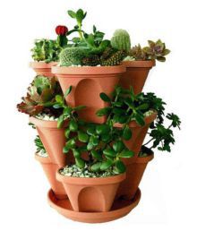 Summer Garden - Seeds | Flower Pots & Live Plants Starting ₹  199