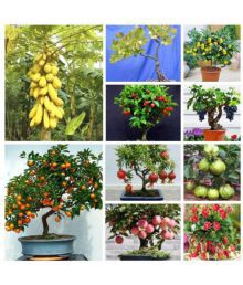 Azalea Gardens Bonsai 75 Diff Fruit Seeds Mega Combo (Papaya, Cherry, Lemon, Grape, Apple, Guava, Orange, Pomegranate, Strawberry, Gooseberry)Instruction Manual Inside Package